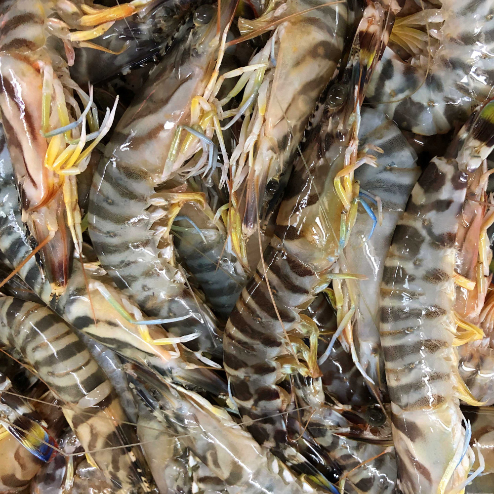 快来学习斑节虾的养殖技巧!