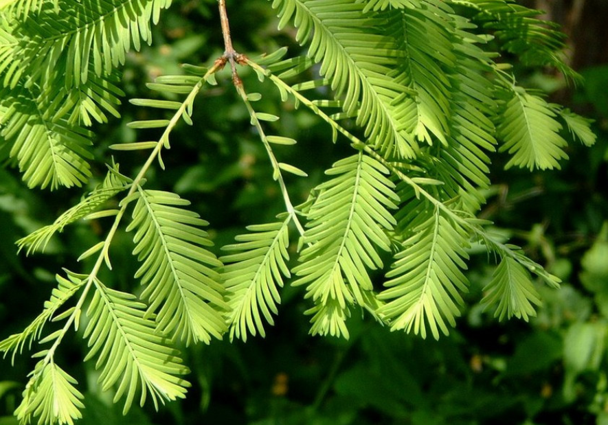 裸子植物有哪些图片图片