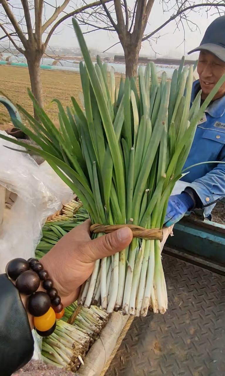 大爺賣的這韭菜看著真好,這樣的韭菜好吃嗎?