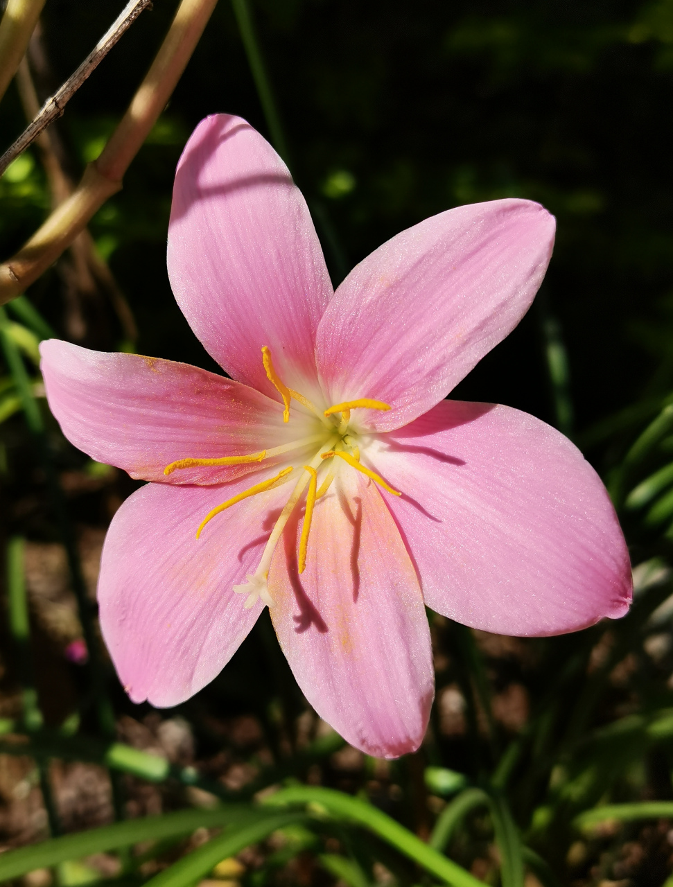 叶子像韭菜开粉色的花图片