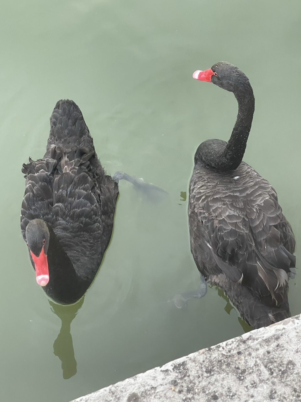 小动物能有多治愈# #动物# 有喜欢黑天鹅06的朋友蛮,来看看[挤眼]