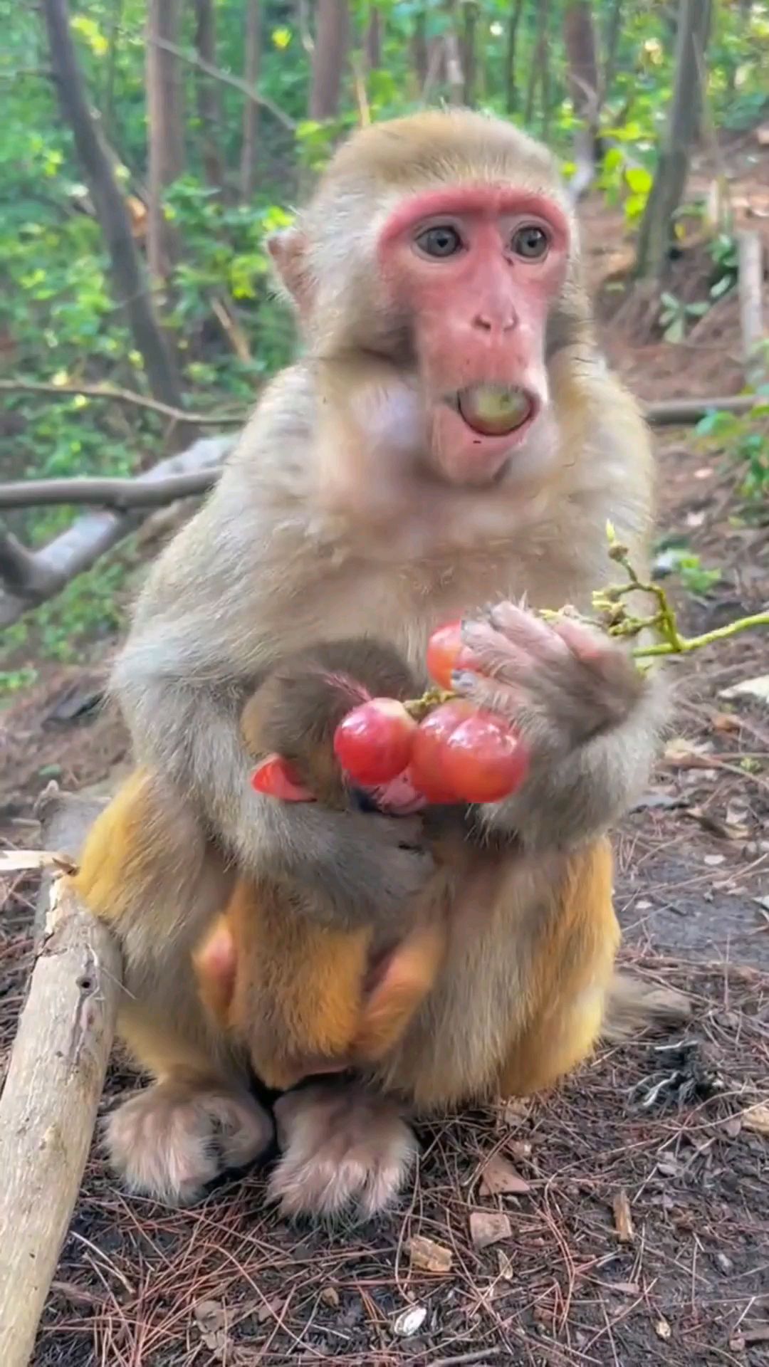 猴子吃葡萄,吃的真快啊