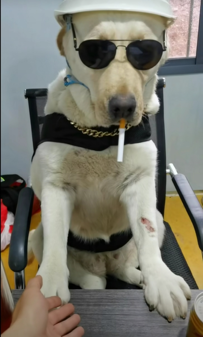 带着小墨镜,抽着饭后烟,小日子美滋滋!#趣图搞笑# #搞笑内涵图