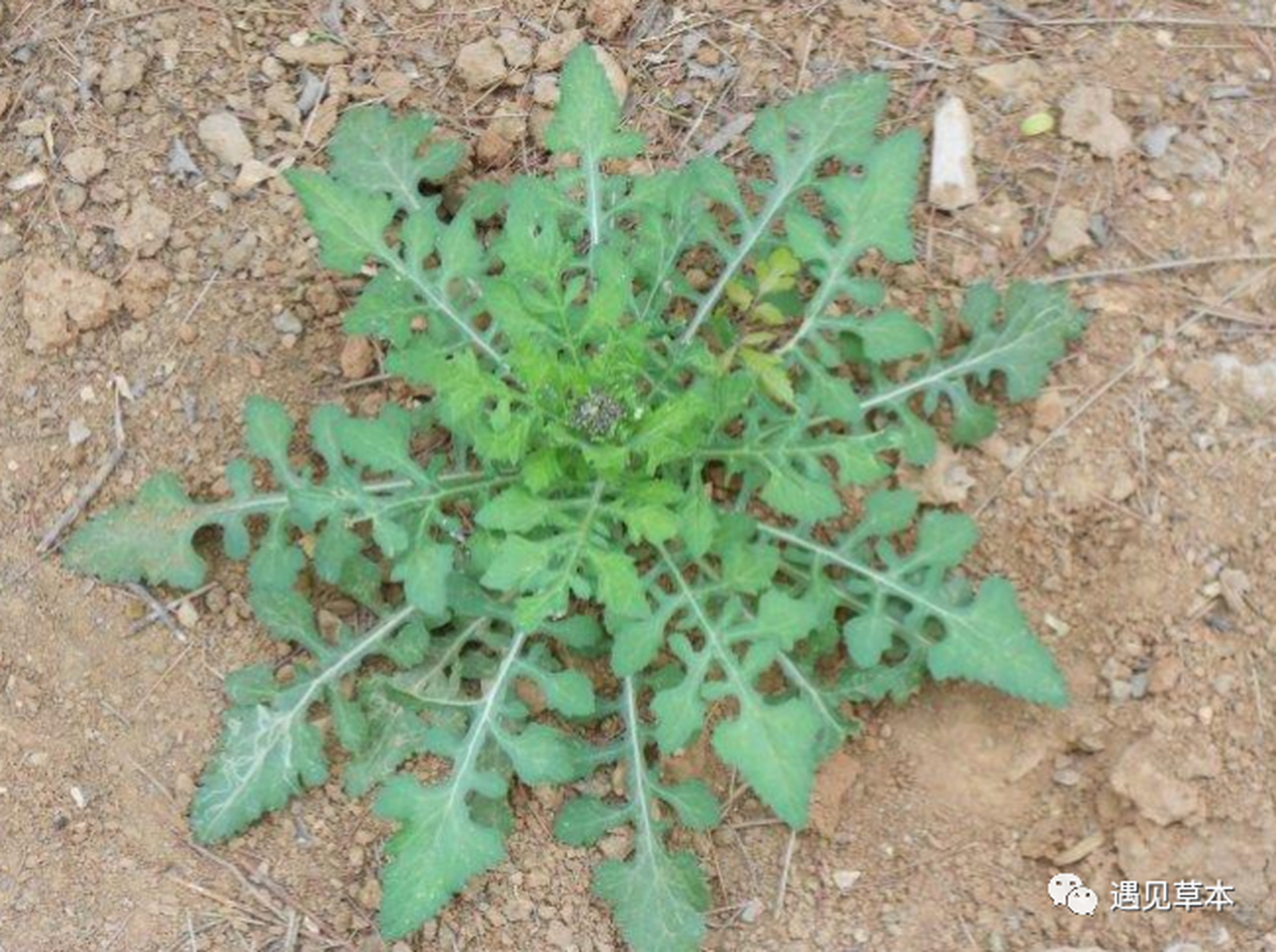 路边常见的野菜,却是今年的网红植物"化癌草",早认识早受益!