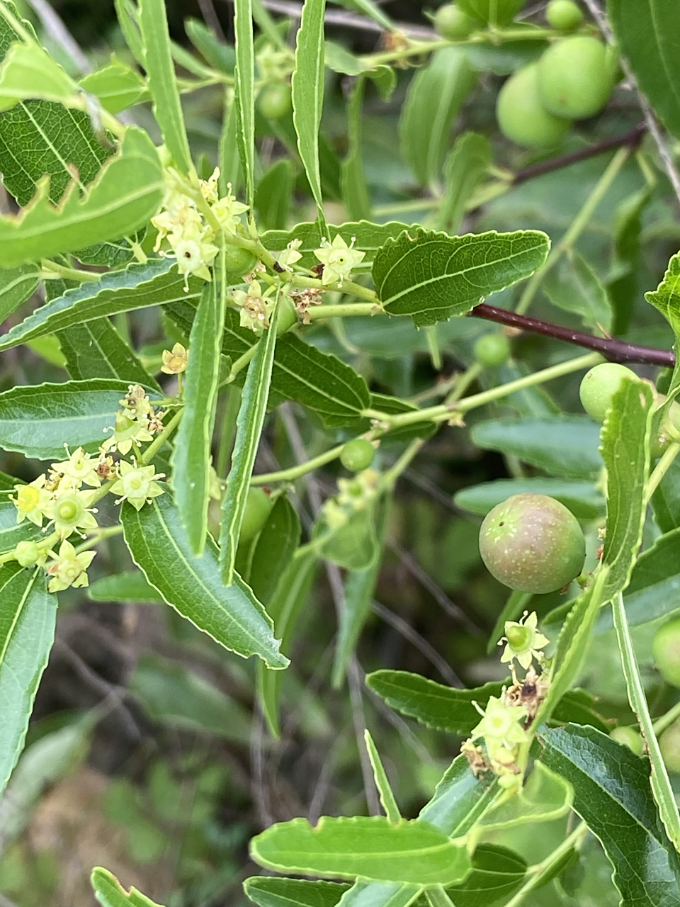 《诗经》中的植物(11)-棘  曹风·鸤鸠shī jiū … 鸤鸠在桑,其子在