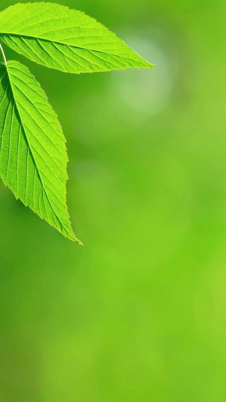 绿色代表着希望跟生机. 是我最喜欢的颜色