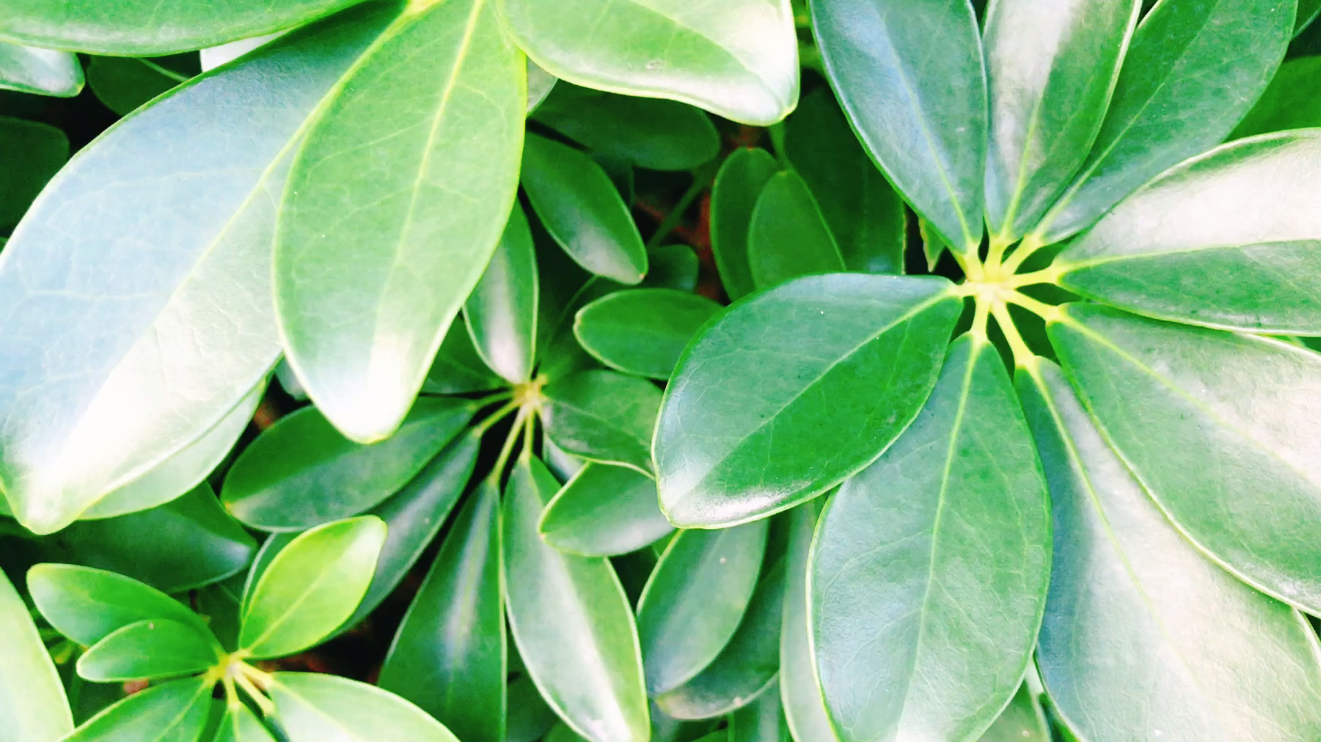 都说这种绿植有毒,家里到底能不能养?