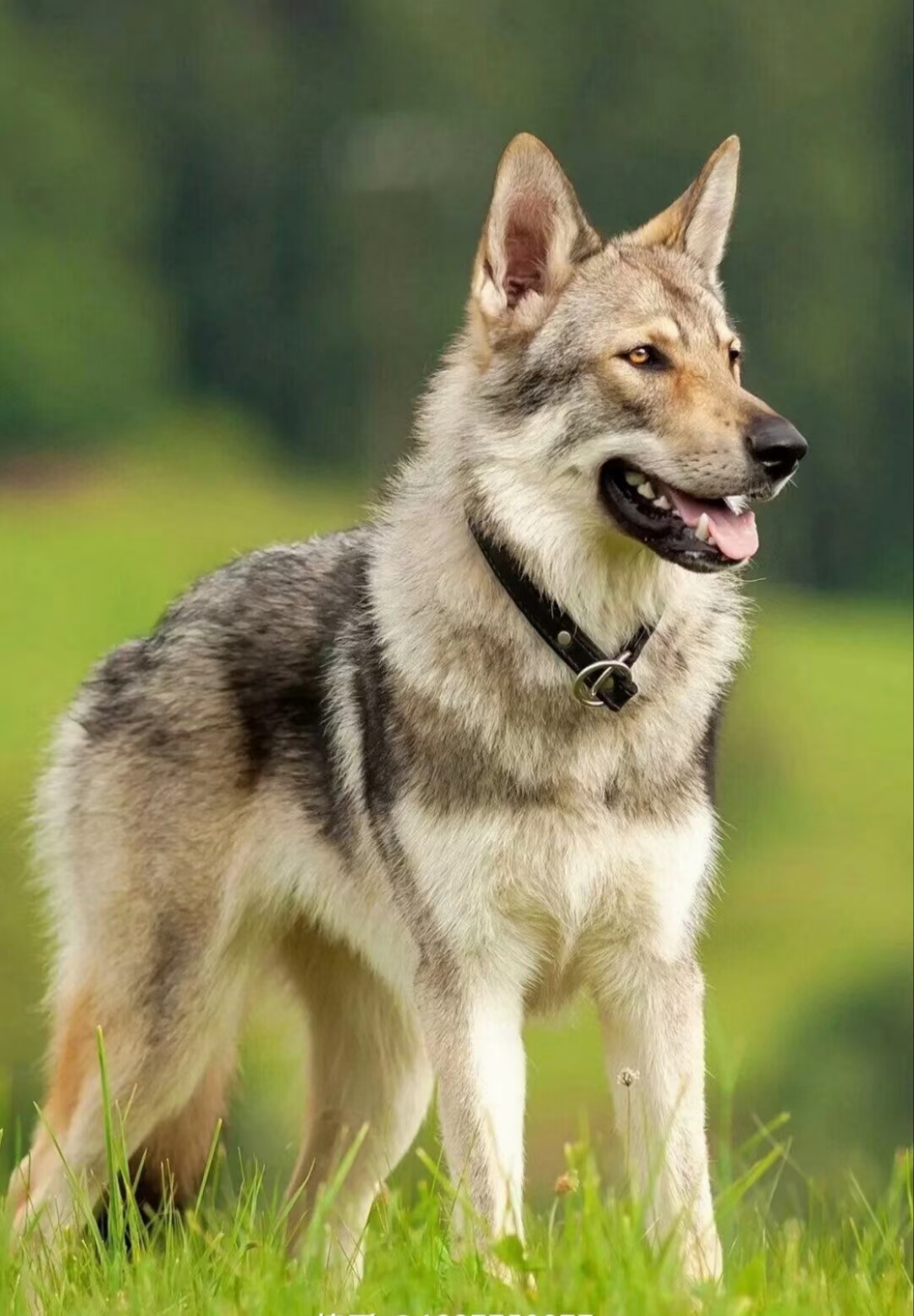 这条狗长得真帅气,不知道是啥品种?