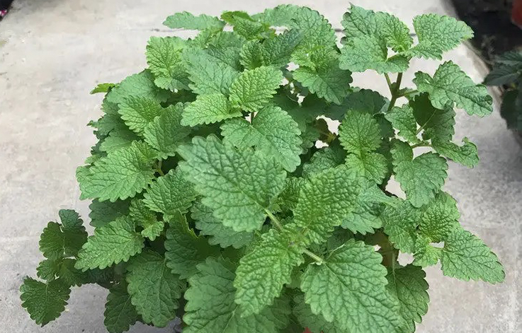柠檬香蜂草"这样养",长到泛滥,比薄荷旺盛,芳香美观用途多