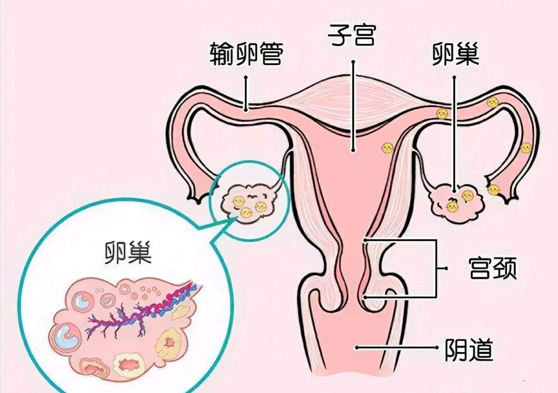 宫腔的内壁有一层膜,为子宫内膜,是供胎儿发育成熟的场所,也是女性