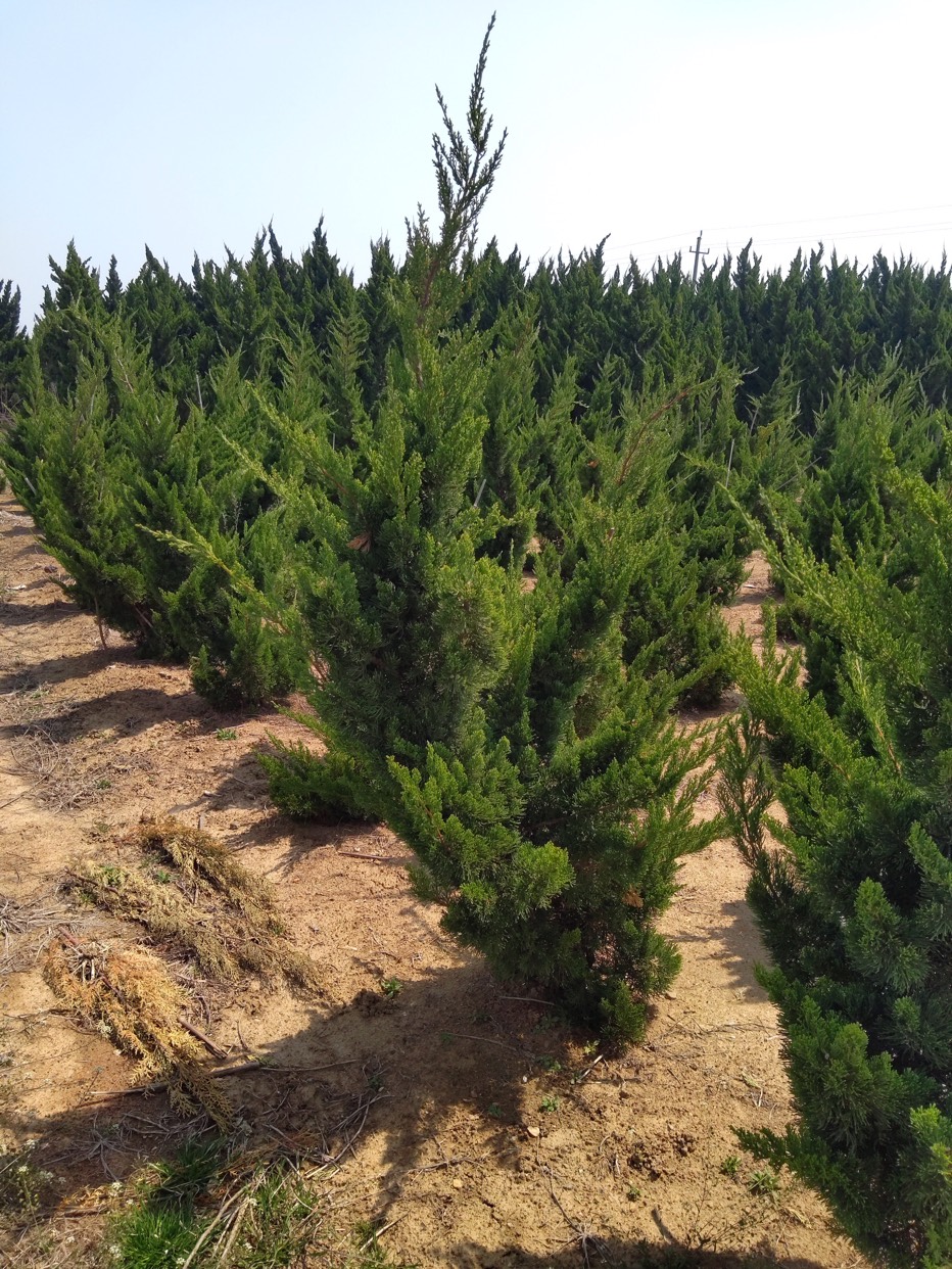 日照惠泽农林小龙柏基地跟您说