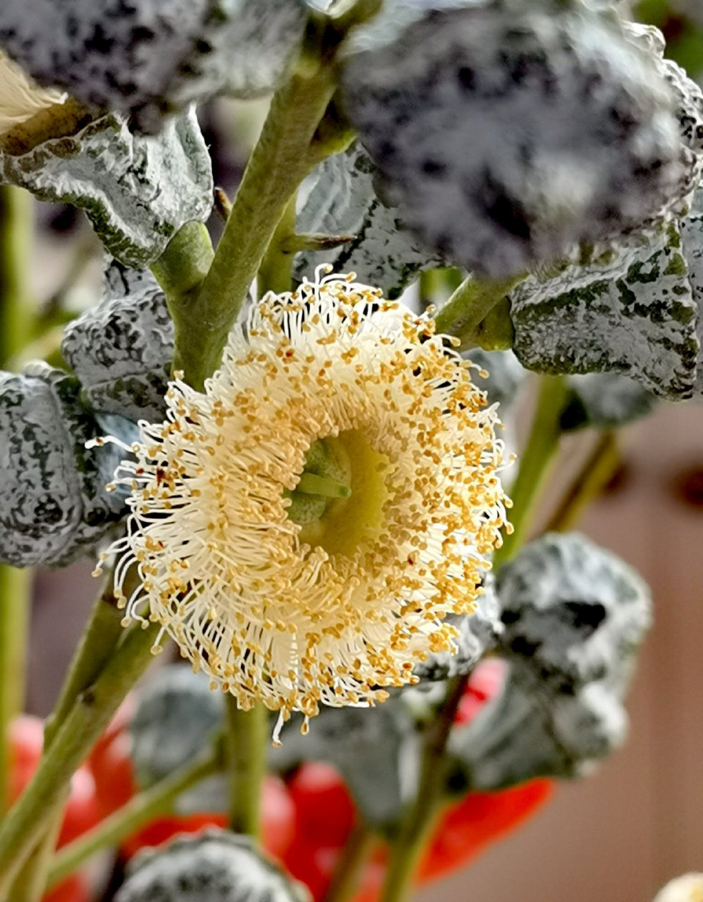 发动态聊亚运# 花草世界 尤佳利果实,竟然开花了,吓一跳 先结果,果