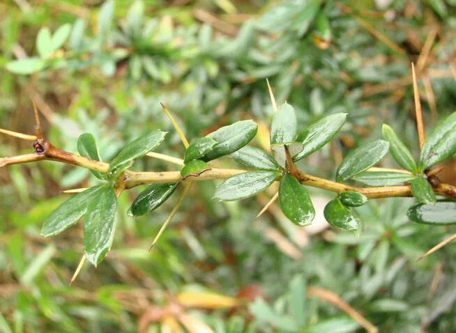 野生三颗针的药效图片