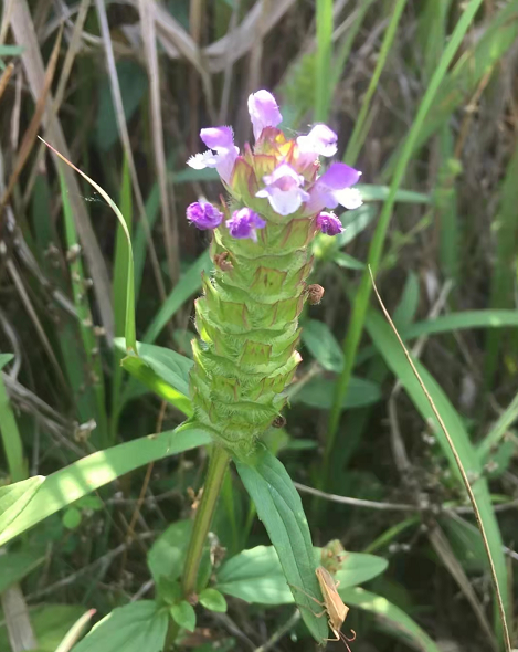 子宫肌瘤,中医这样一方调理消除!