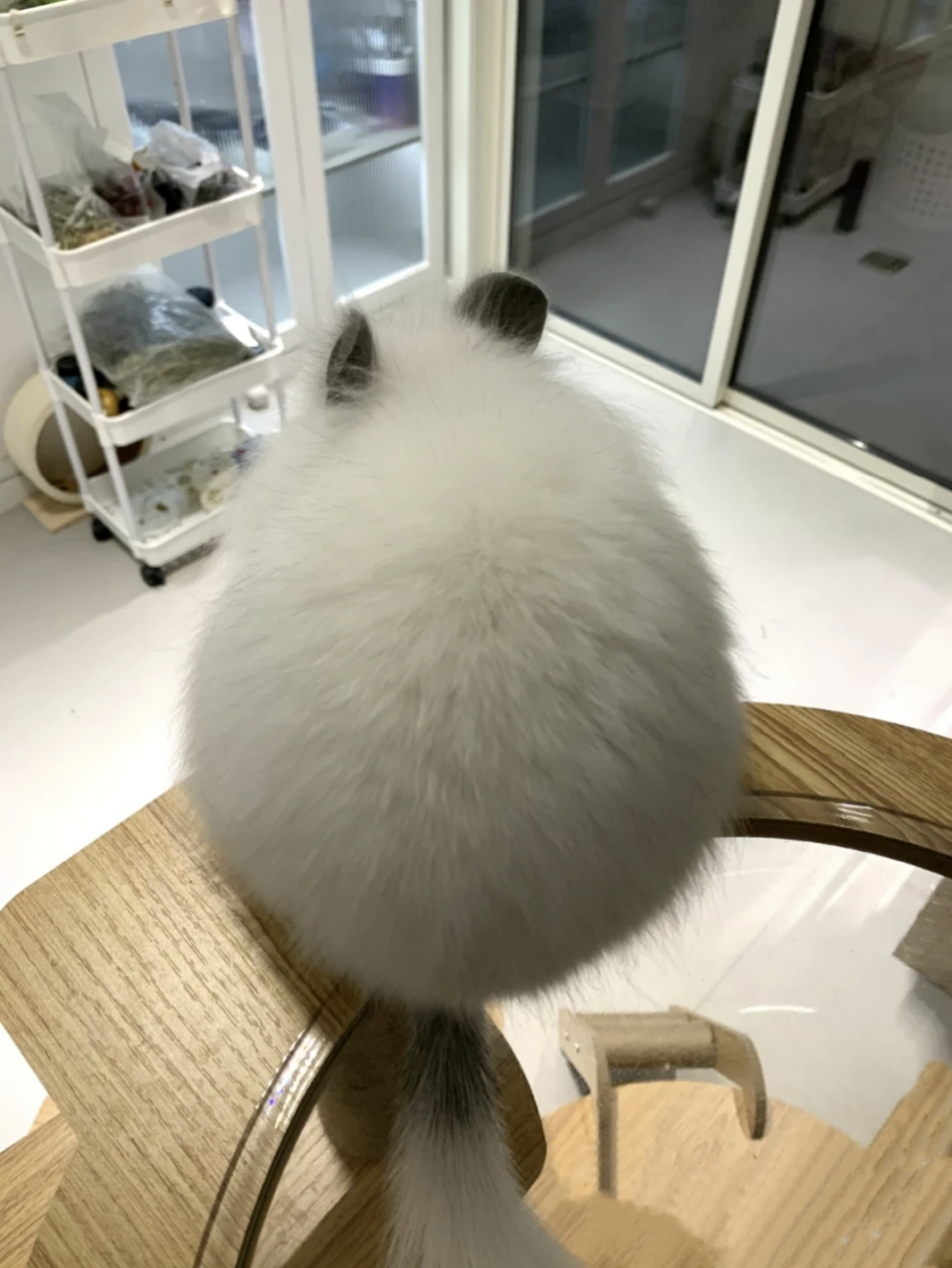 龙猫的背影真的好可爱啊