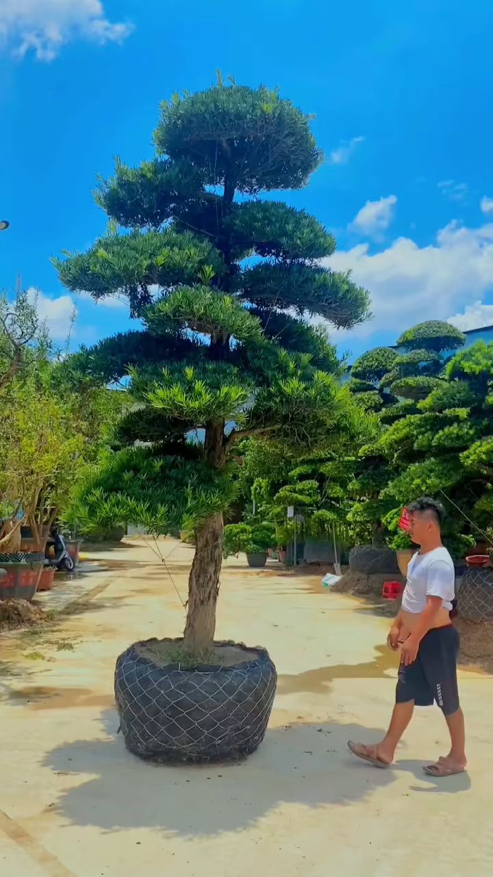 这松不错,门口种上就是富贵人家.