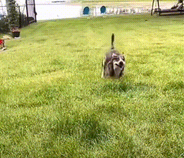 狗界出了个"小袋鼠",国外小狗意外走红,丧失前腿却活蹦乱跳!