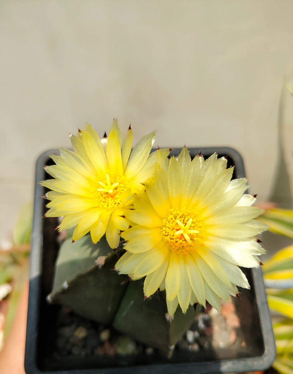 多肉琉璃鸾凤玉 五角星82开花了 676767