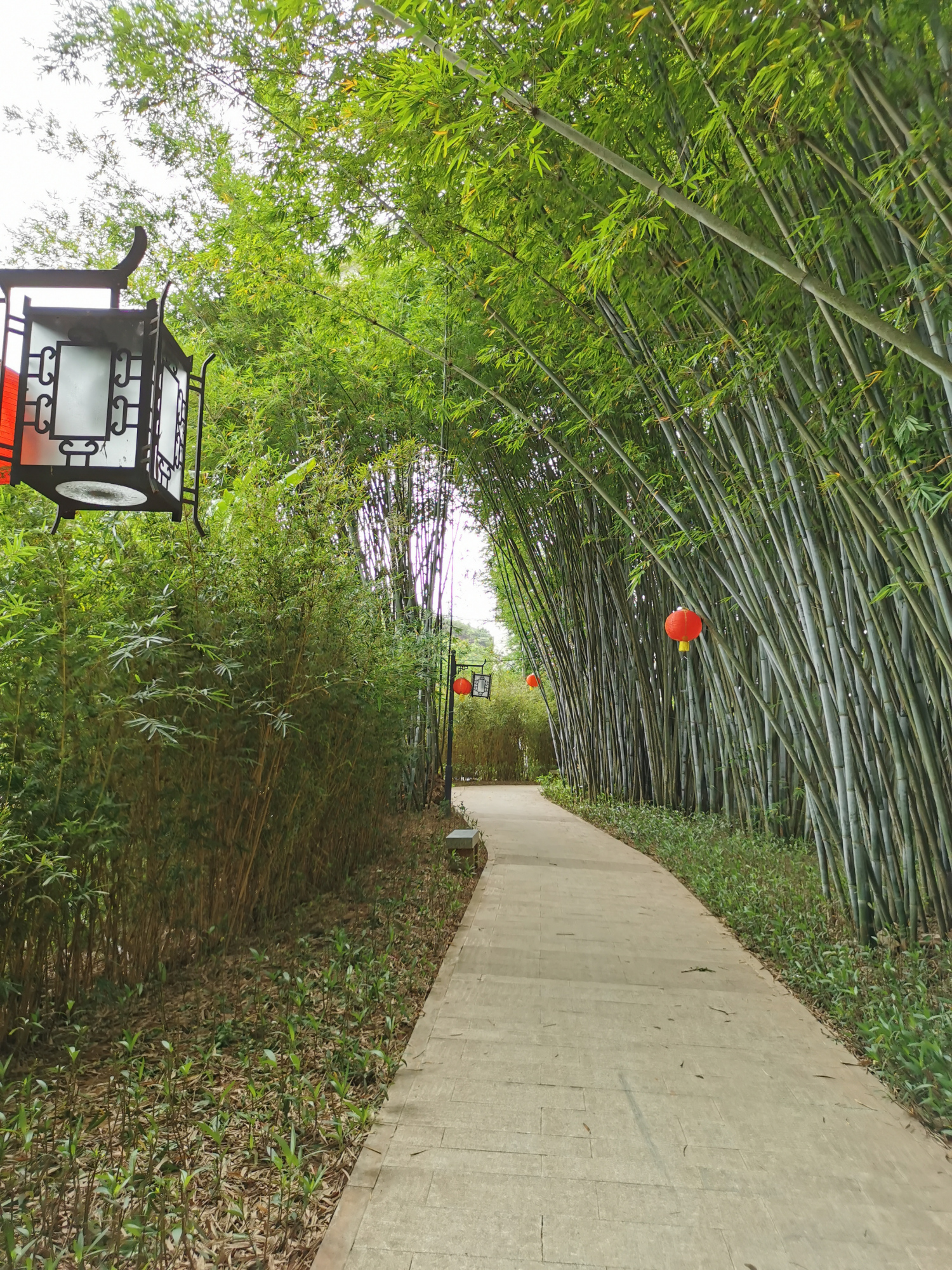 粤西小城风景之信宜旺同竹林