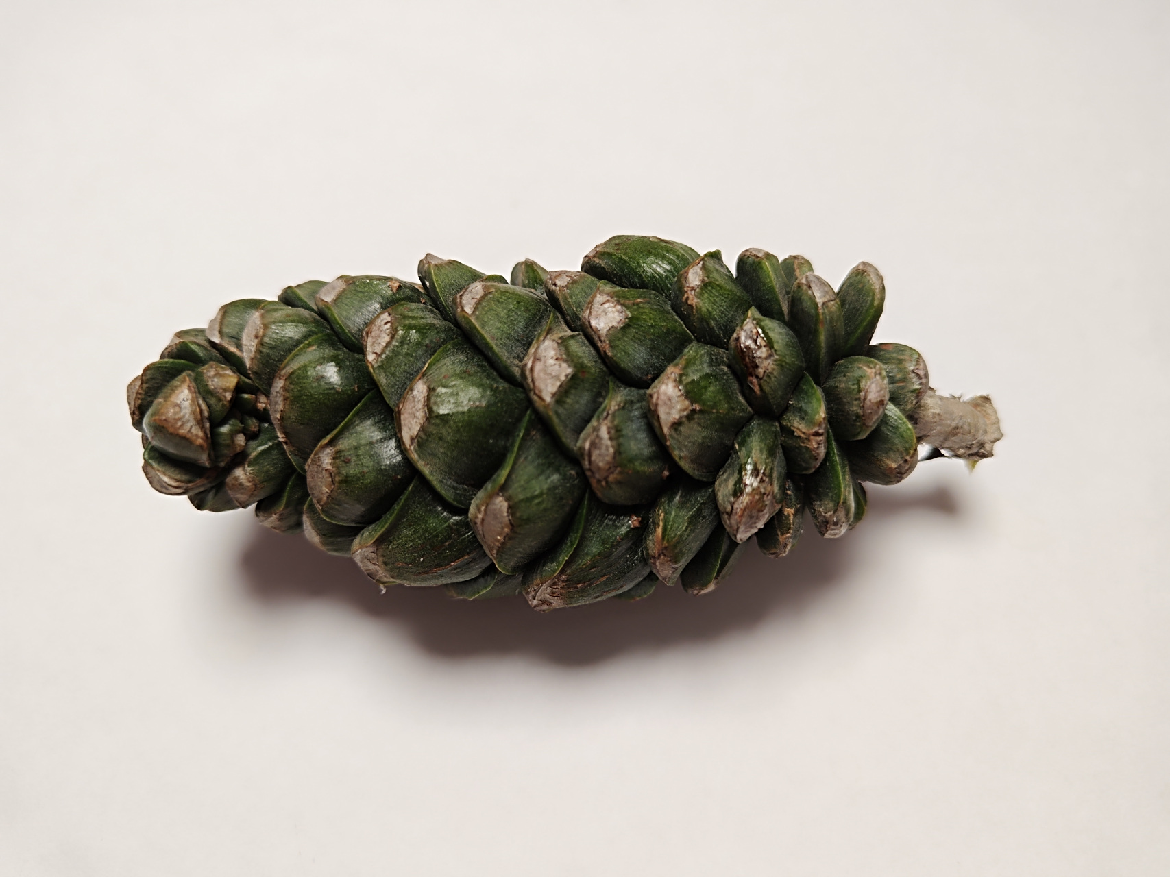 今天得到一个华山松松果,真是越长越难看了,种鳞一片片张牙舞爪般的