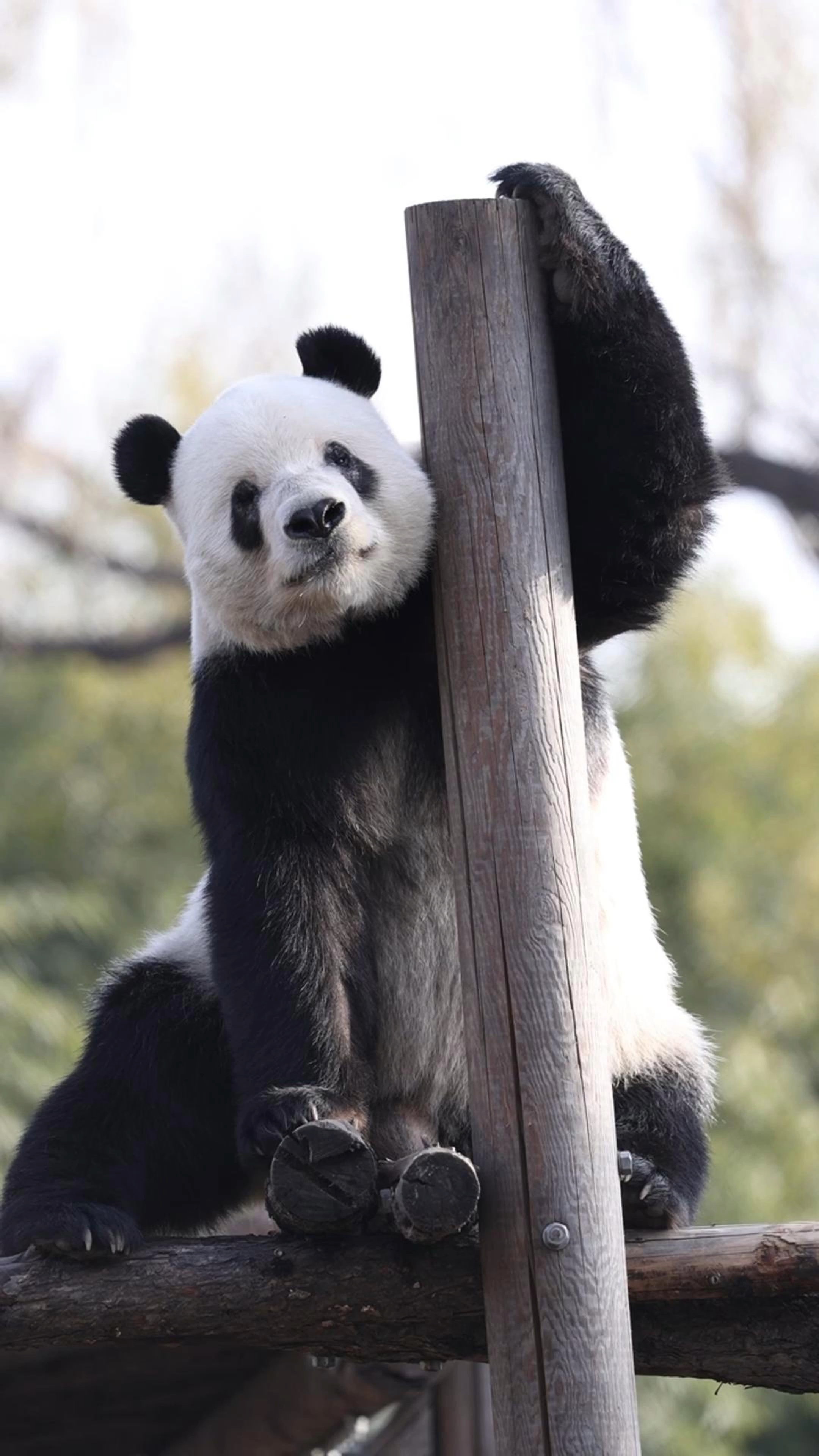 二哥今天怎么回事突然走霸气风了呢大熊猫萌二