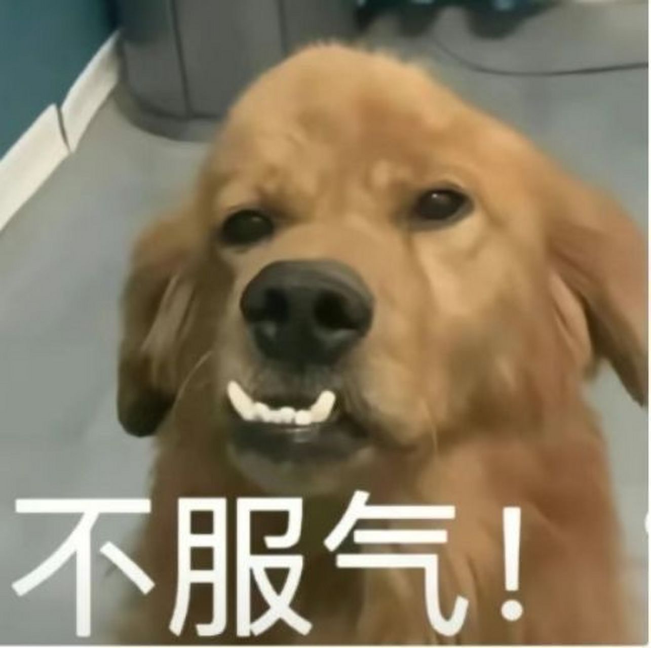 表情包系列之我不服气,批图的强大