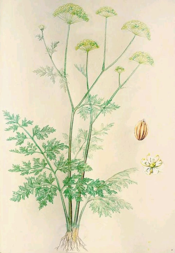 蛇床是一种什么样的植物