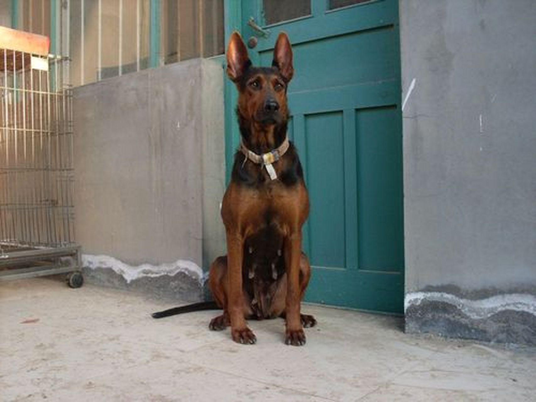 莱州红犬,又称中国山红犬,是上世纪七十年代末,山东莱州朱桥镇的养狗