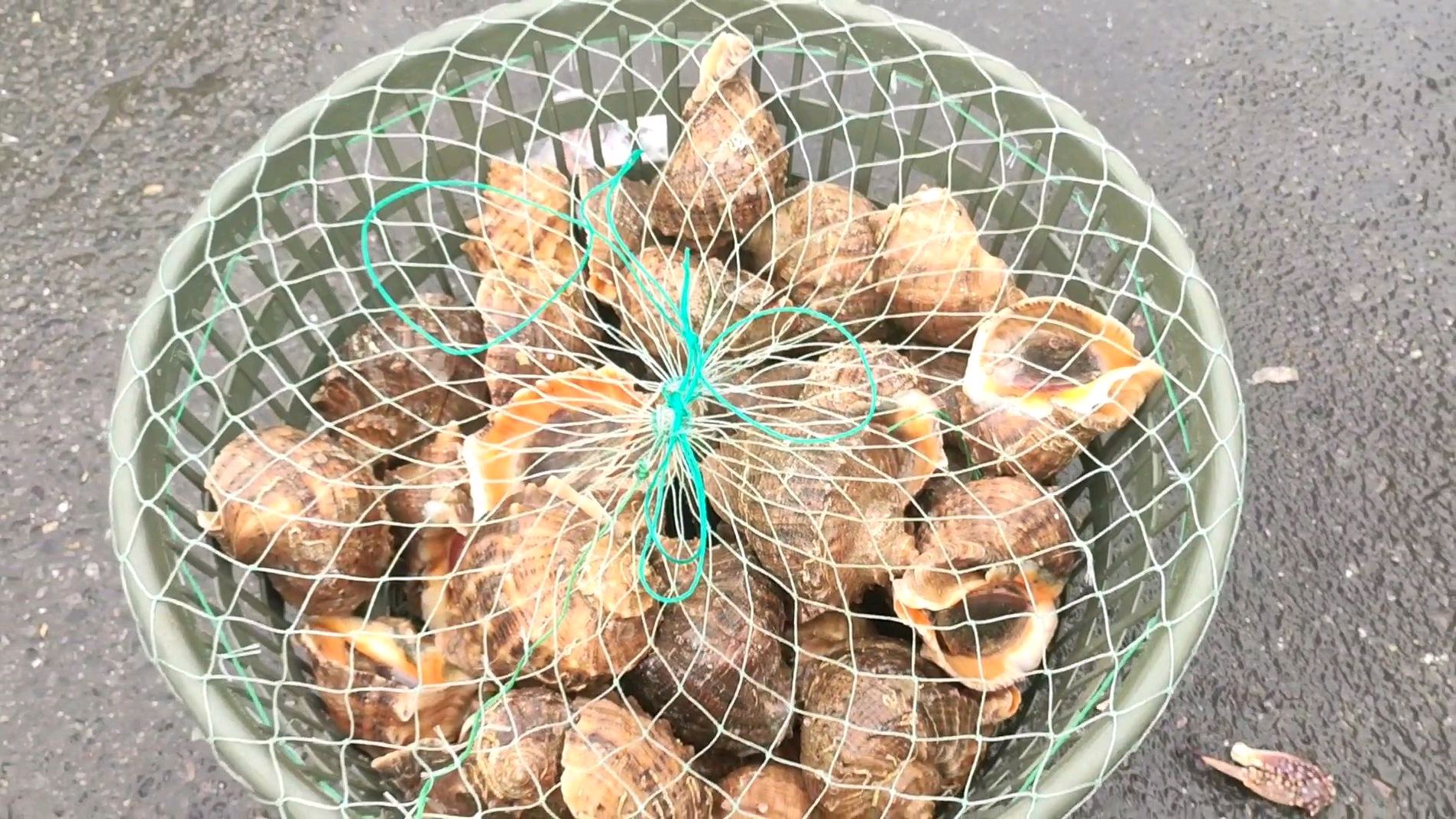 实拍青岛海鲜早市 各种海货齐全 看看价格咋样?