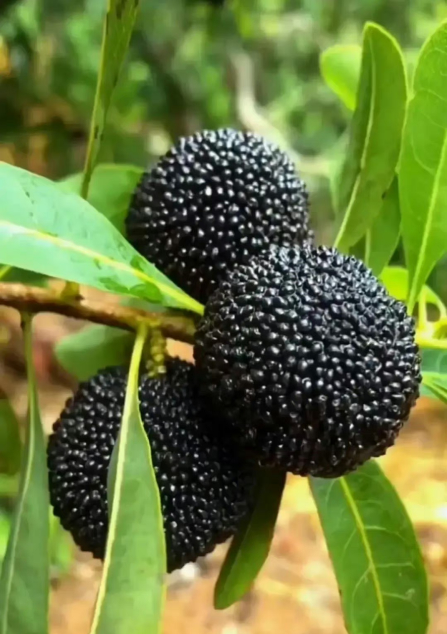 图片分享:黑炭杨梅 ,人,最大的颠倒之处就是在播种恶业的时候,不计