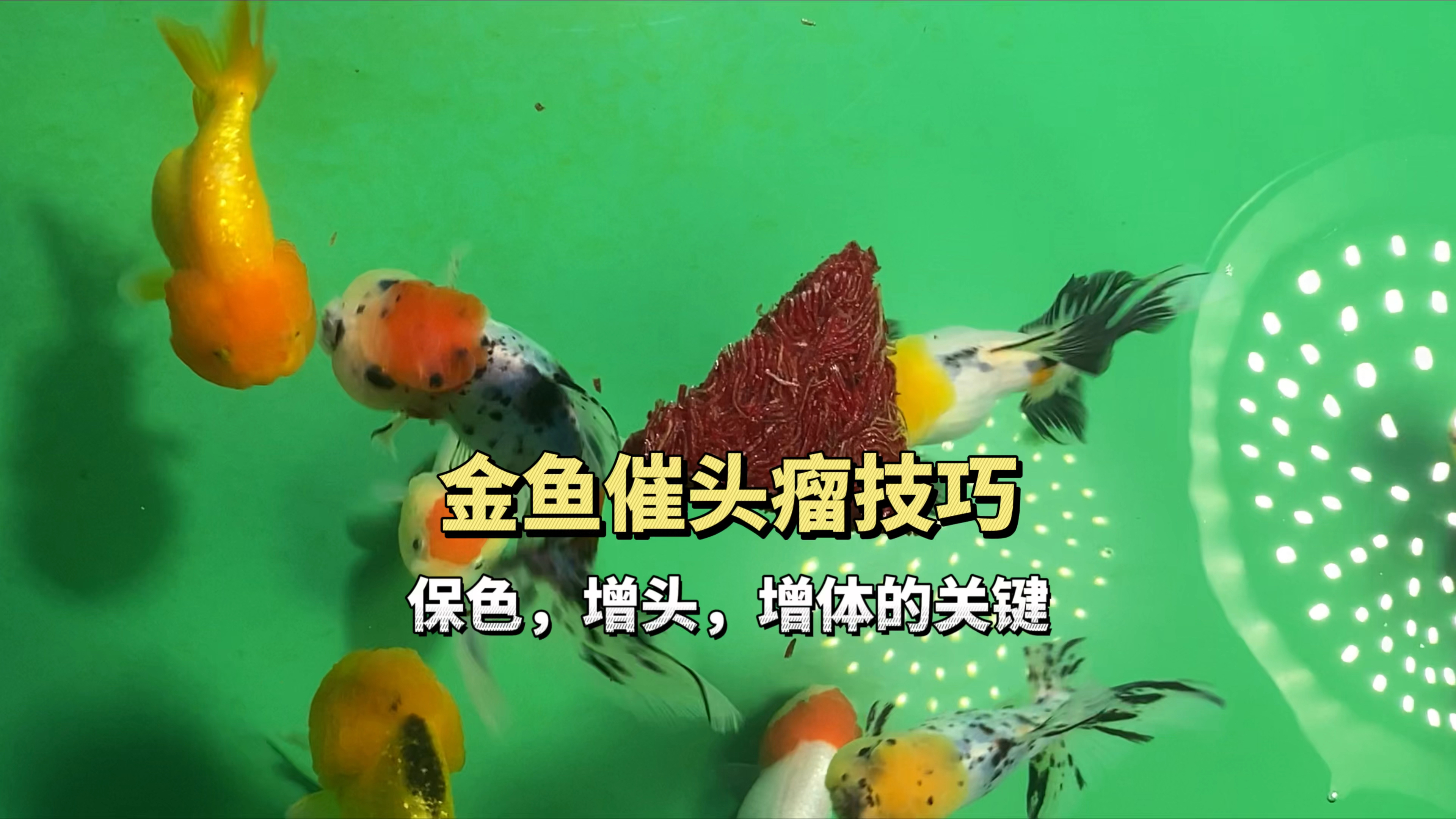 秋冬是金鱼增头增胖的好季节,怎么让金鱼的头瘤发达呢