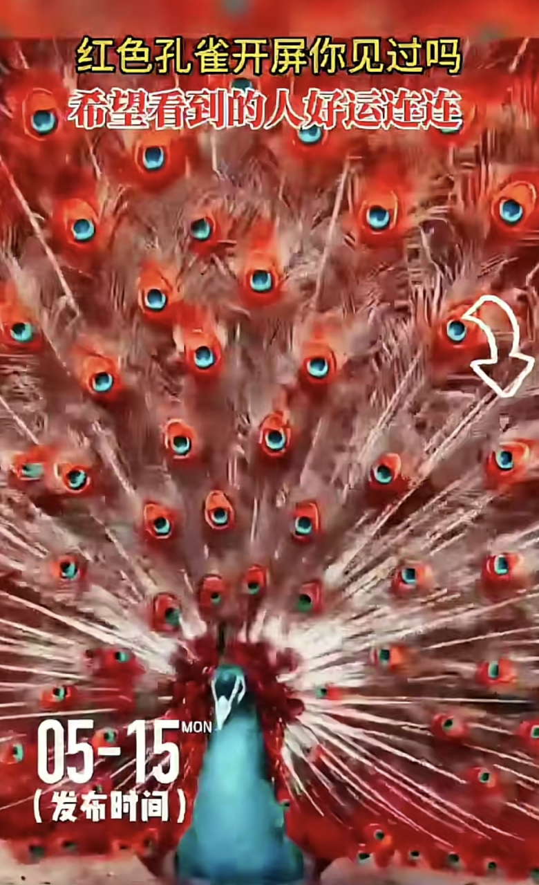 红色孔雀开屏,鸿运当头