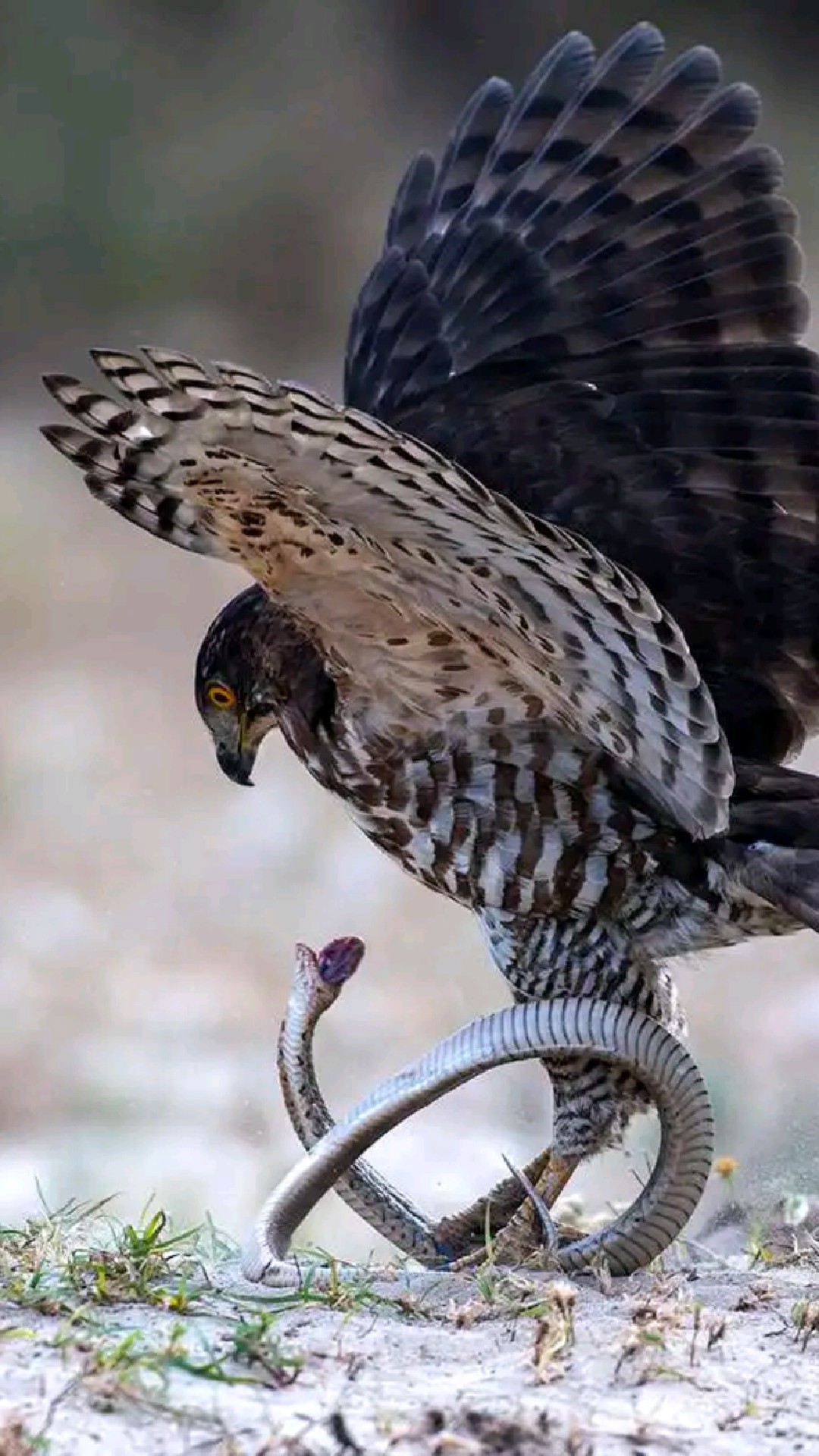 鹰蛇大战,最后蛇用双脚狠狠的踩踏住蛇身,给蛇上了一课!-度小视