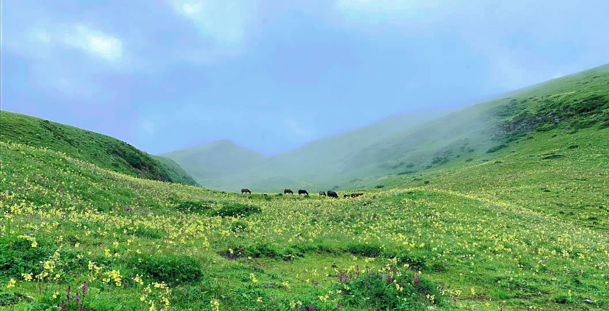 九顶山花海:这座生态接近70%的高山草甸才是夏天正确的打开方式