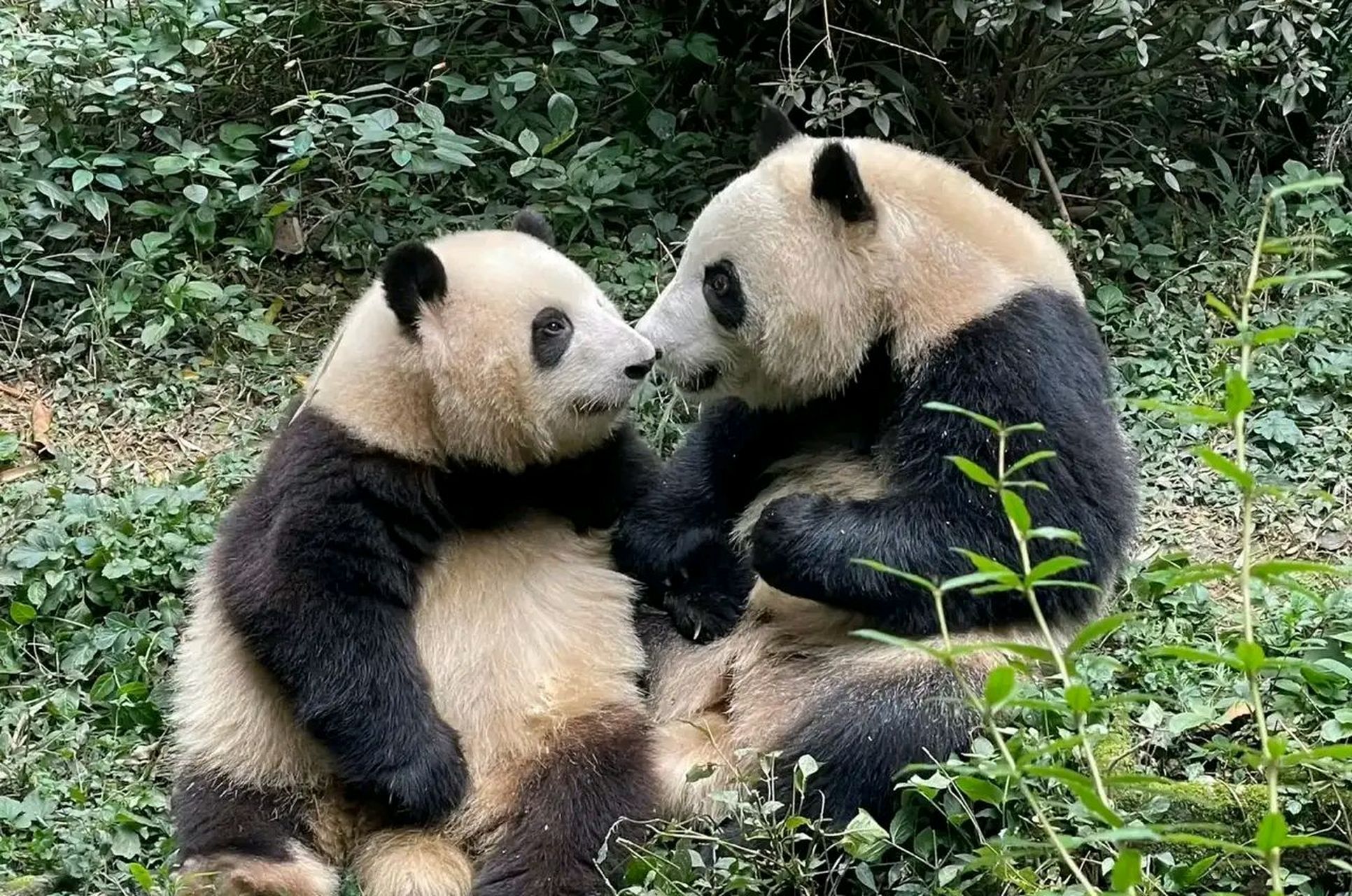 大熊猫和花壁纸图片