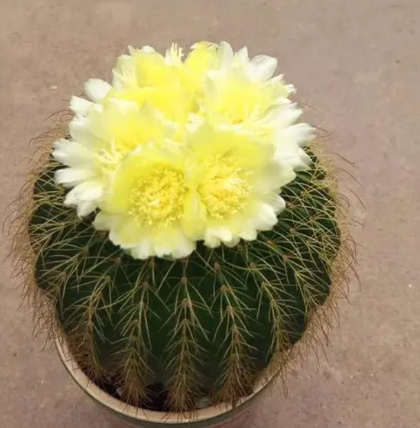 十大最贵仙人球?挑战你的钱包极限,让你大开眼界!