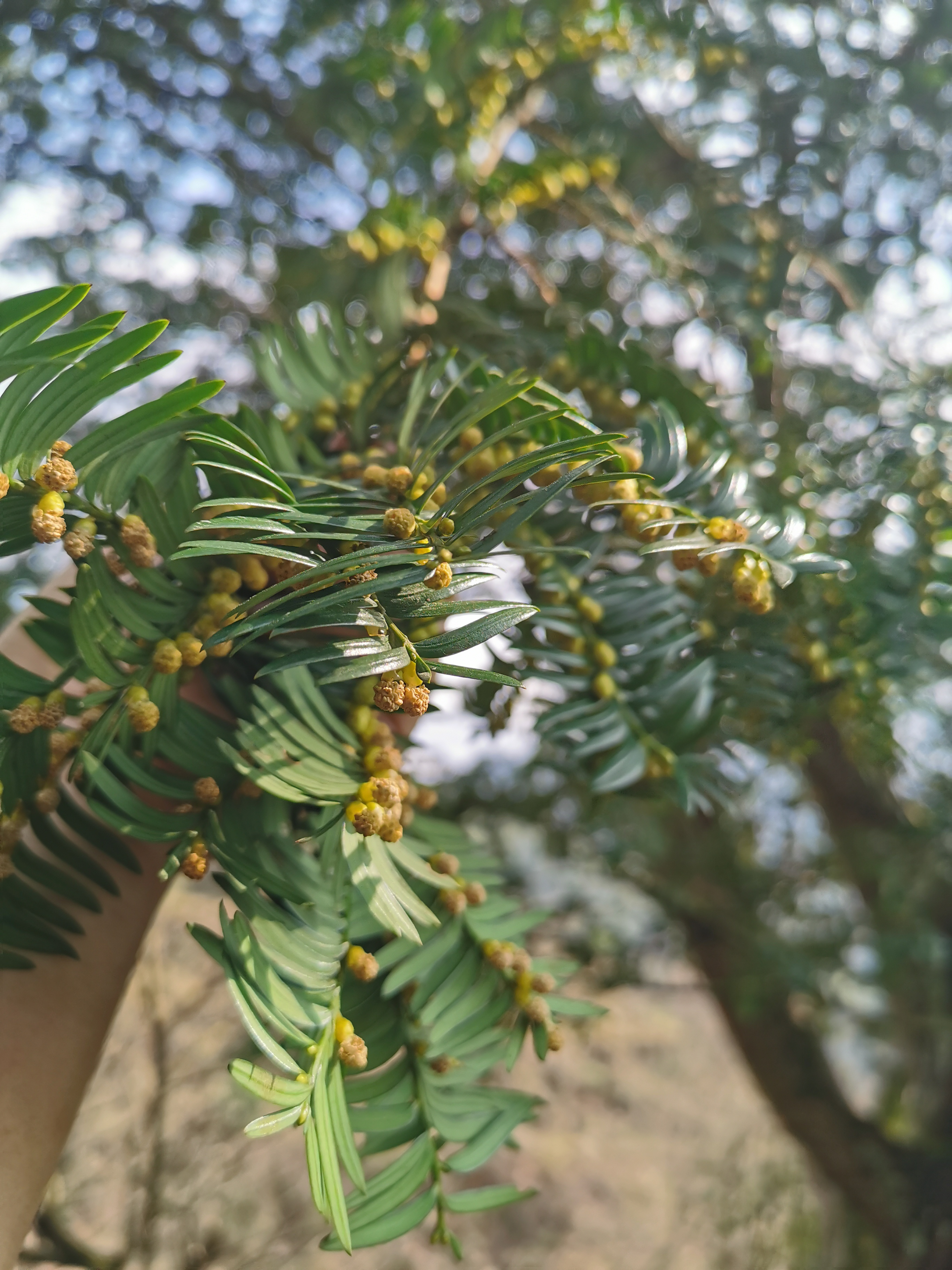 老家的国家级保护植物……野生红豆杉