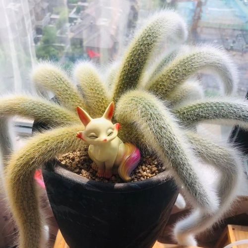 九尾狐多肉怎么养爆盆?不会的快来看看吧!