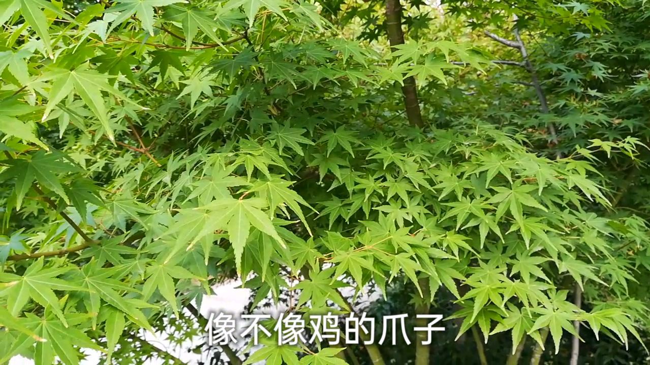美丽的鸡爪槭——制作盆景的好素材!