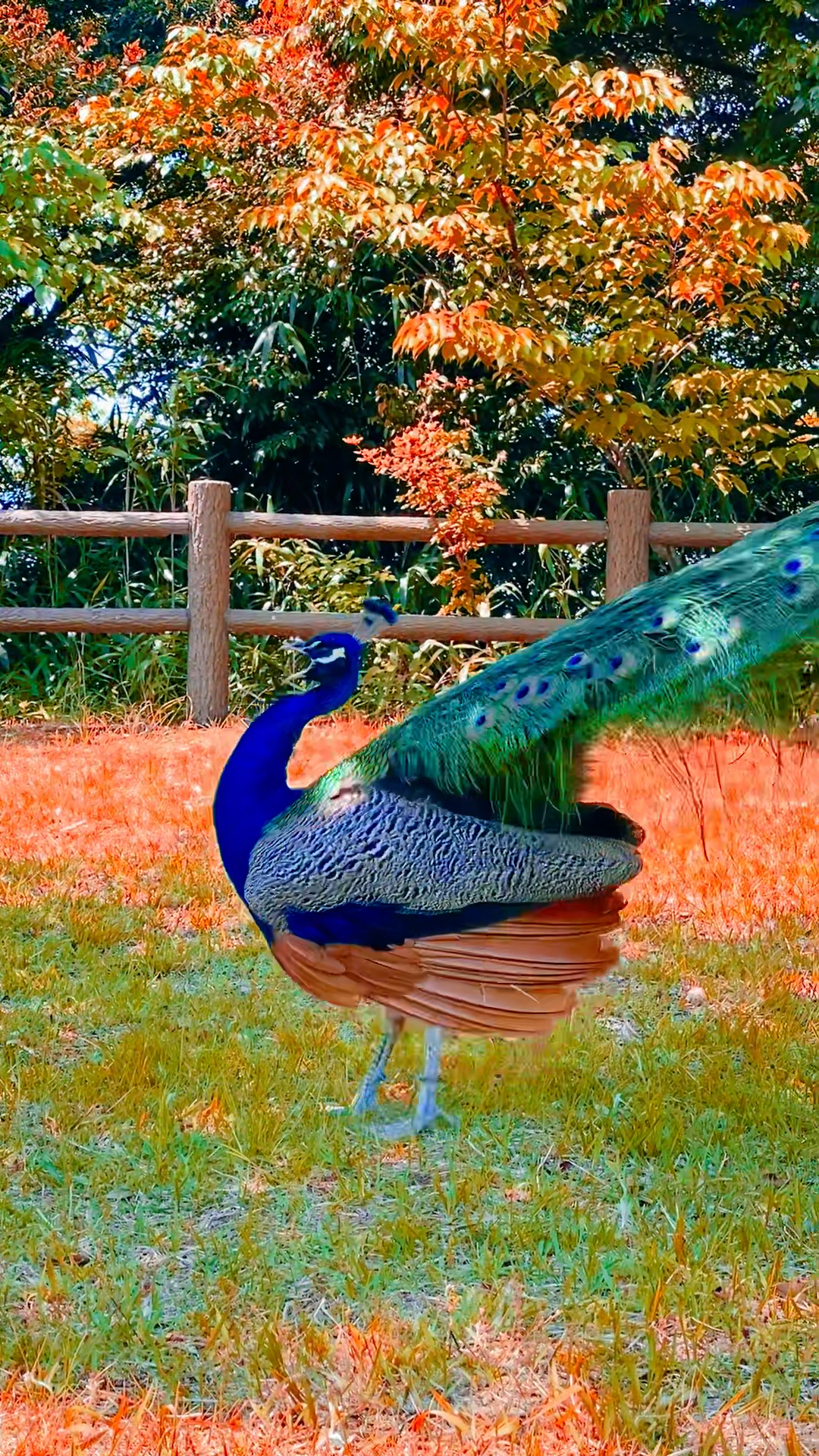 孔雀开屏时候的叫声好清脆