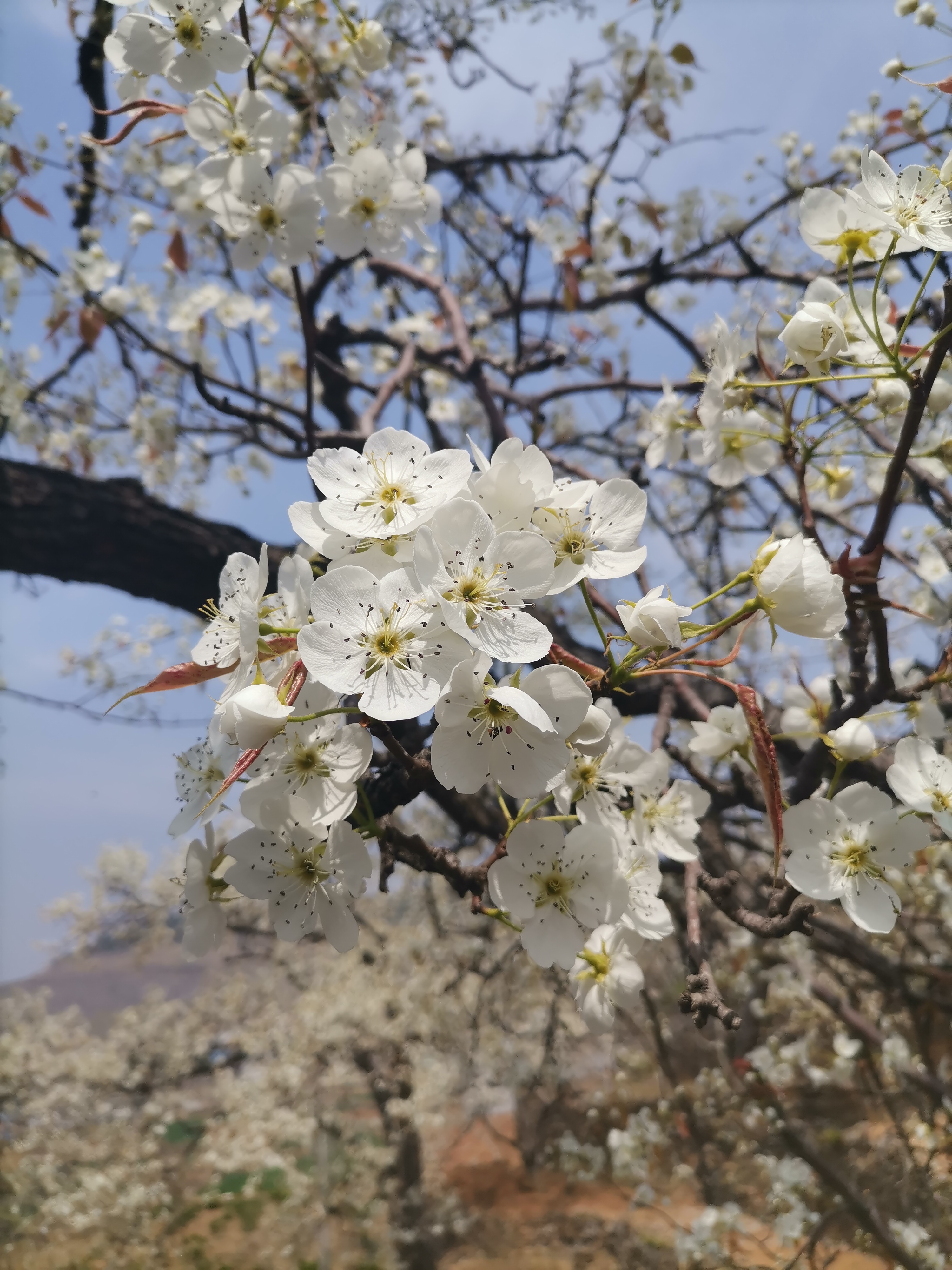 2013年梨花树普查