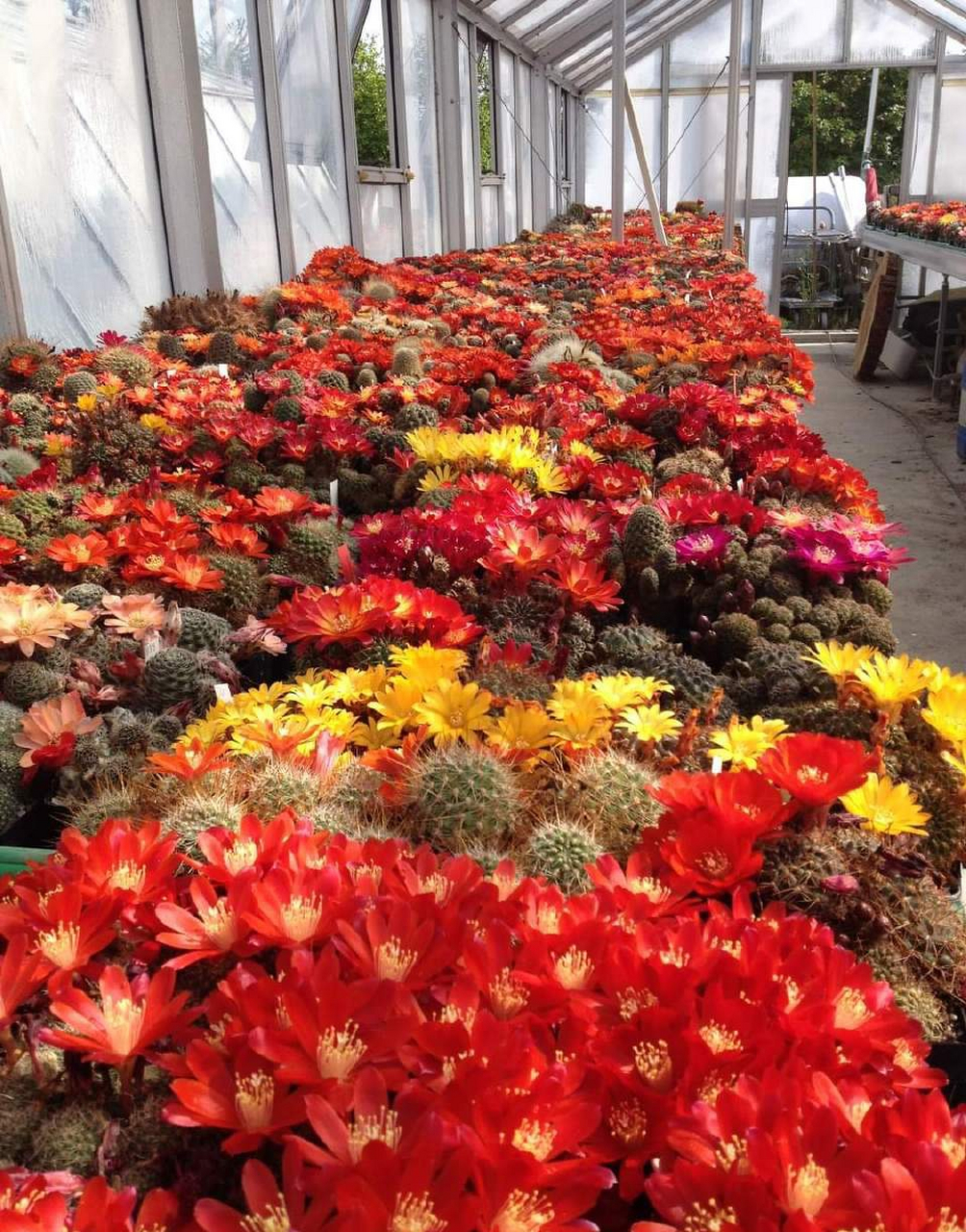 出行健康知多少# 迷上了仙人球,每天听不到漳州普通话就难受,清晨