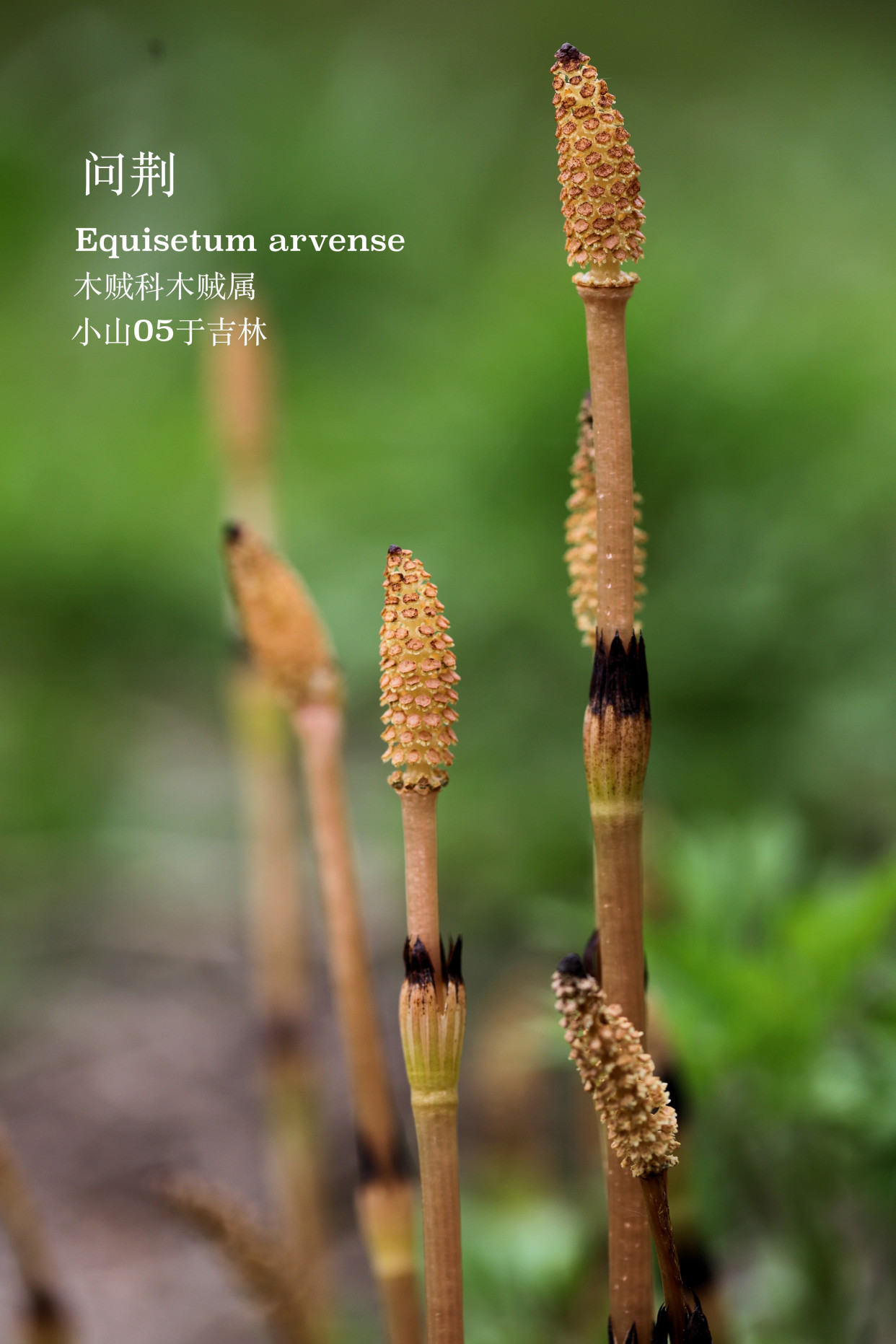 神奇的木贼科植物问荆