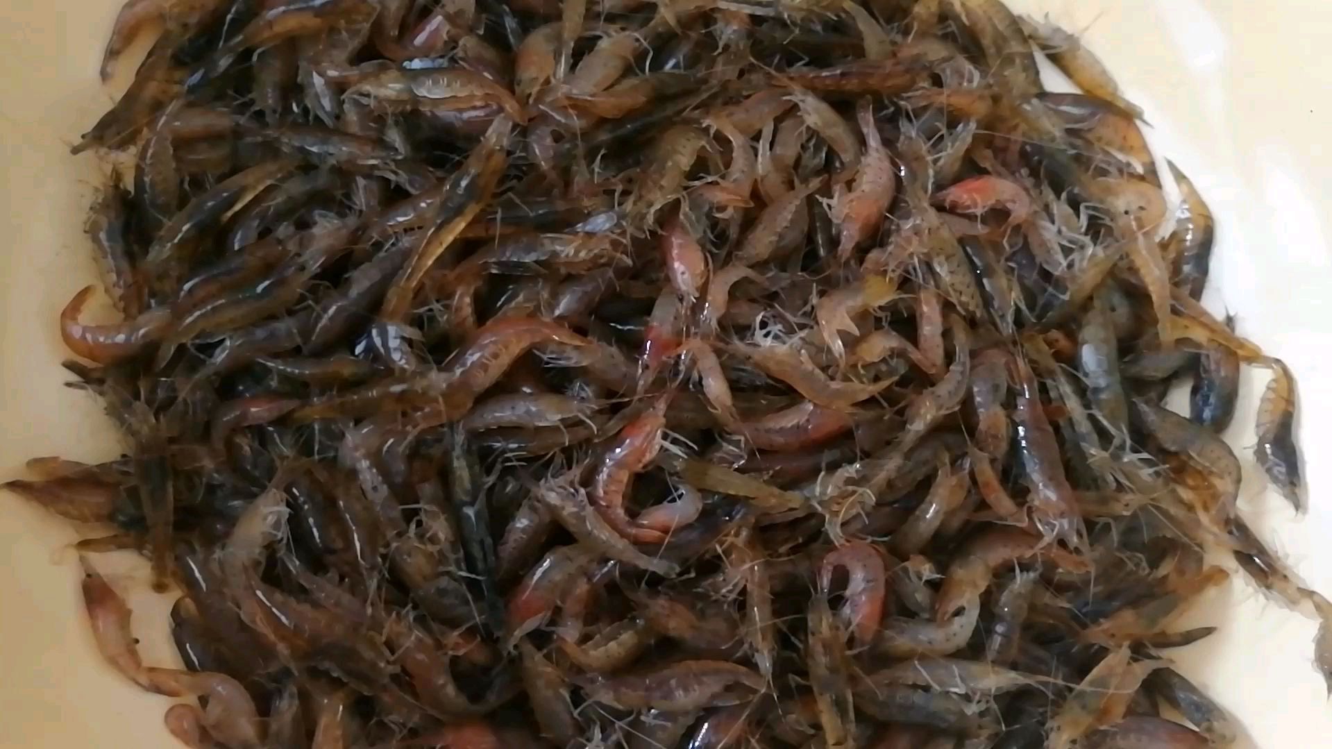十元钱买的野生小河虾,个小肉却多,这样做着吃超级鲜美过瘾