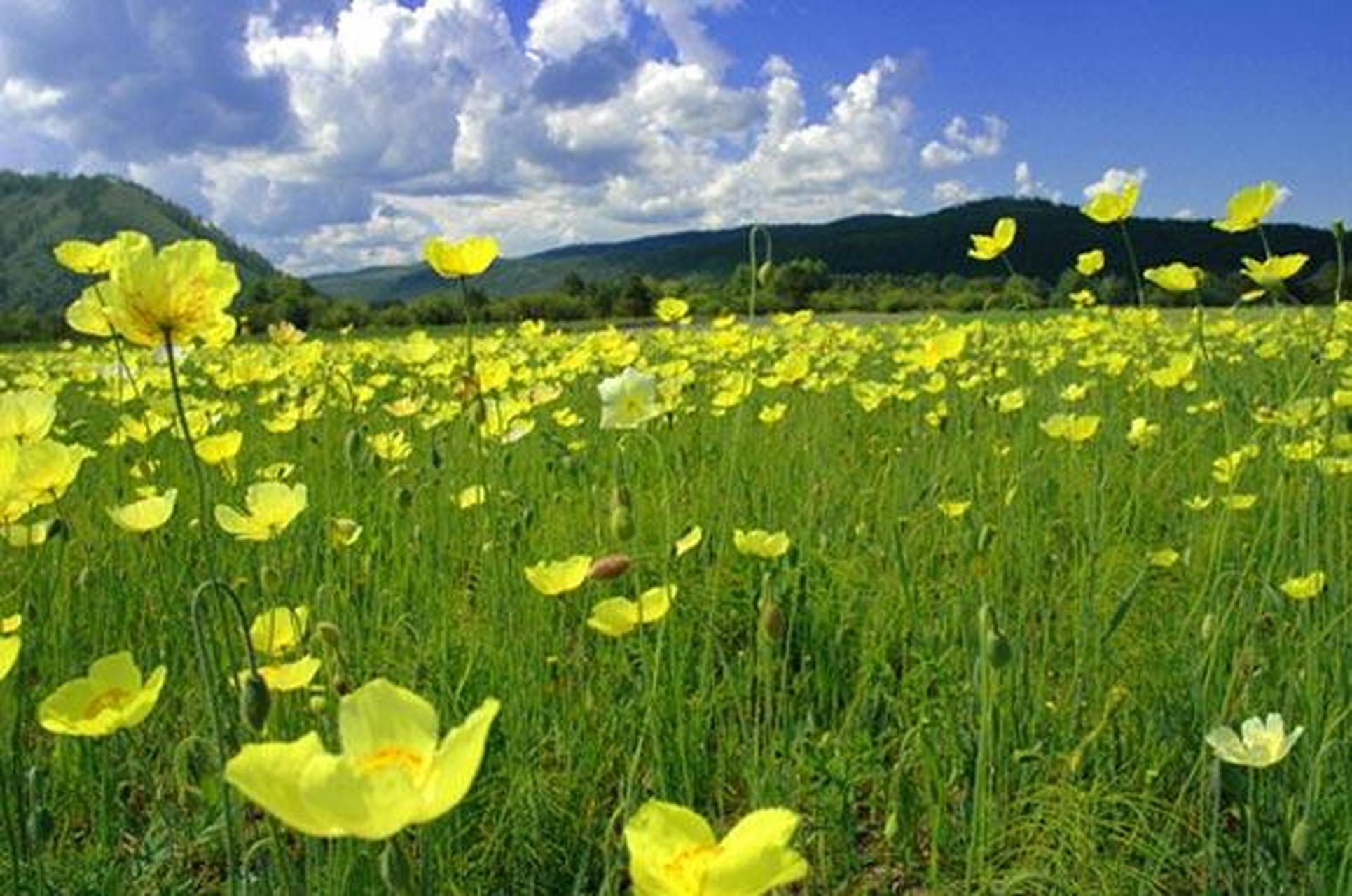 ",漠河风光:一片野生的罂粟园,金黄灿烂,看上去确实很漂亮,风景迷人