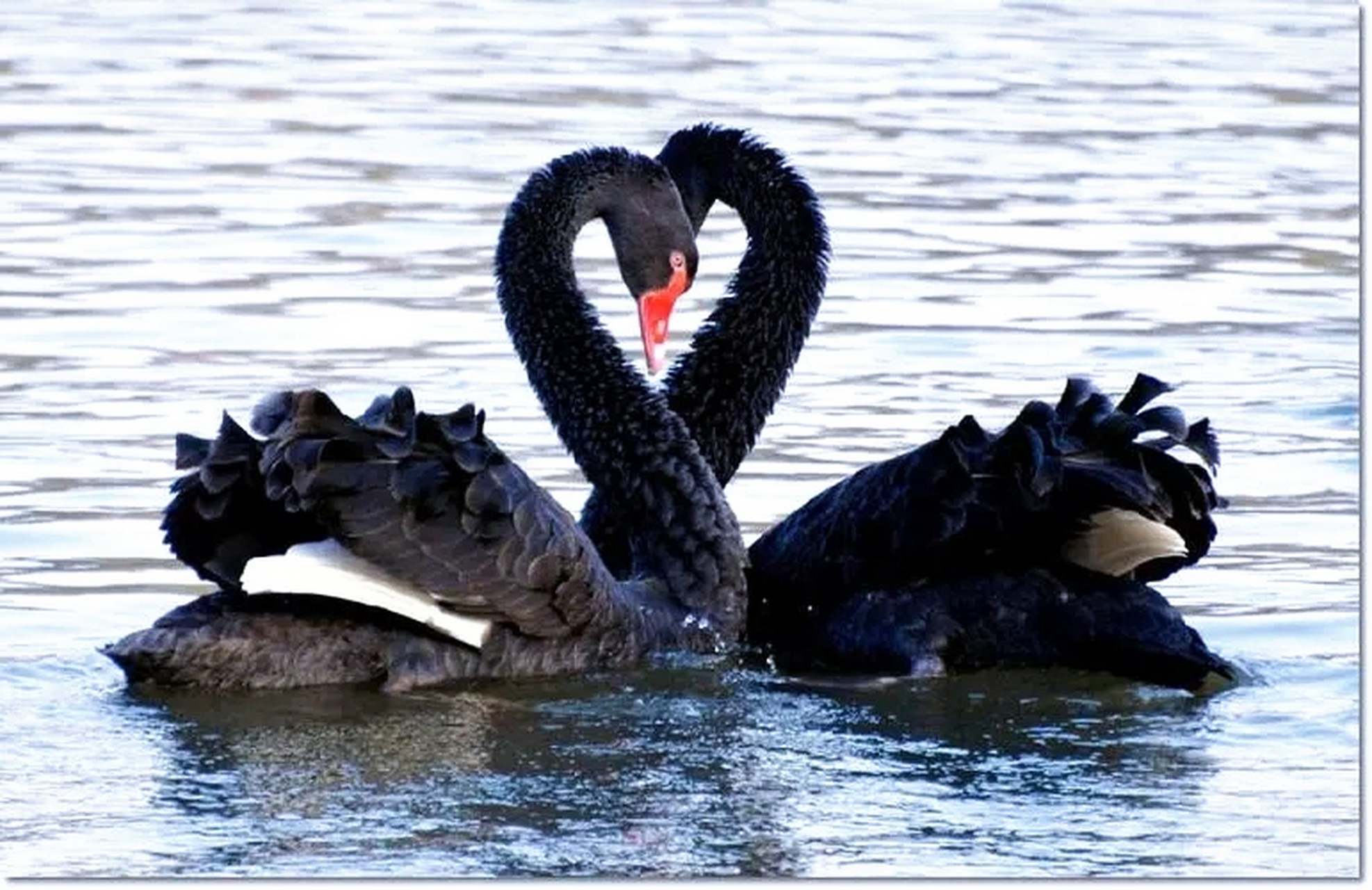 老家池塘的常客:两只黑天鹅  在老家的池塘上,常常可以看到一对闪耀着