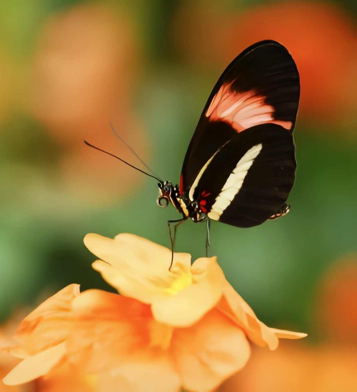 每天认识一种昆虫——红带袖蝶 这种绚丽的蝴蝶是红带袖蝶,它的翅膀红