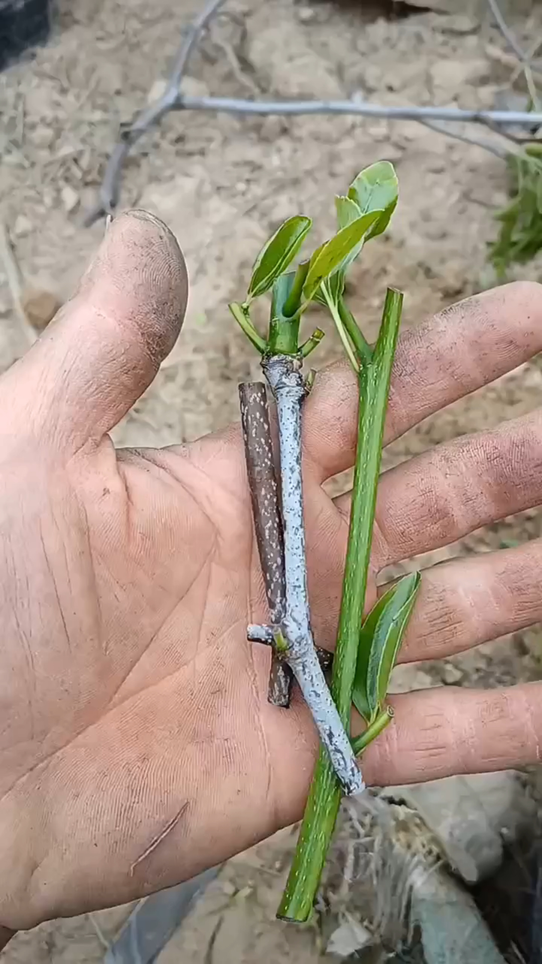 5月枣树嫁接这样得枝条求之不得