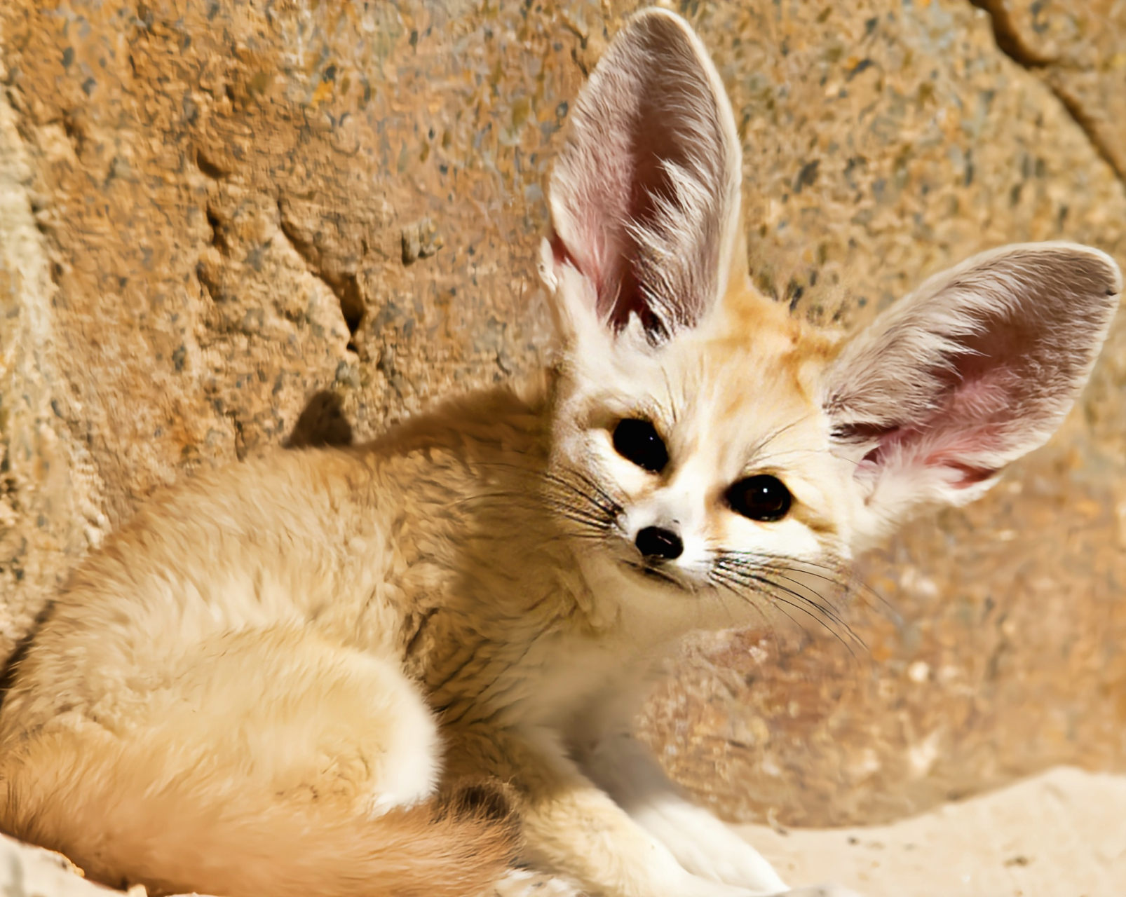 每天认识一种动物——耳廓狐 耳廓狐是世界上最小的犬科动物,体长30