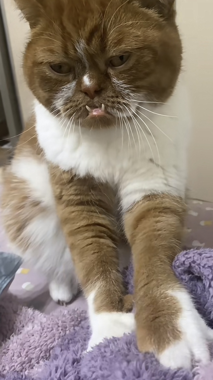 网友:笑死了,小猫也有地包天啊[左捂脸][左捂脸][左捂脸] 猫主人:我不